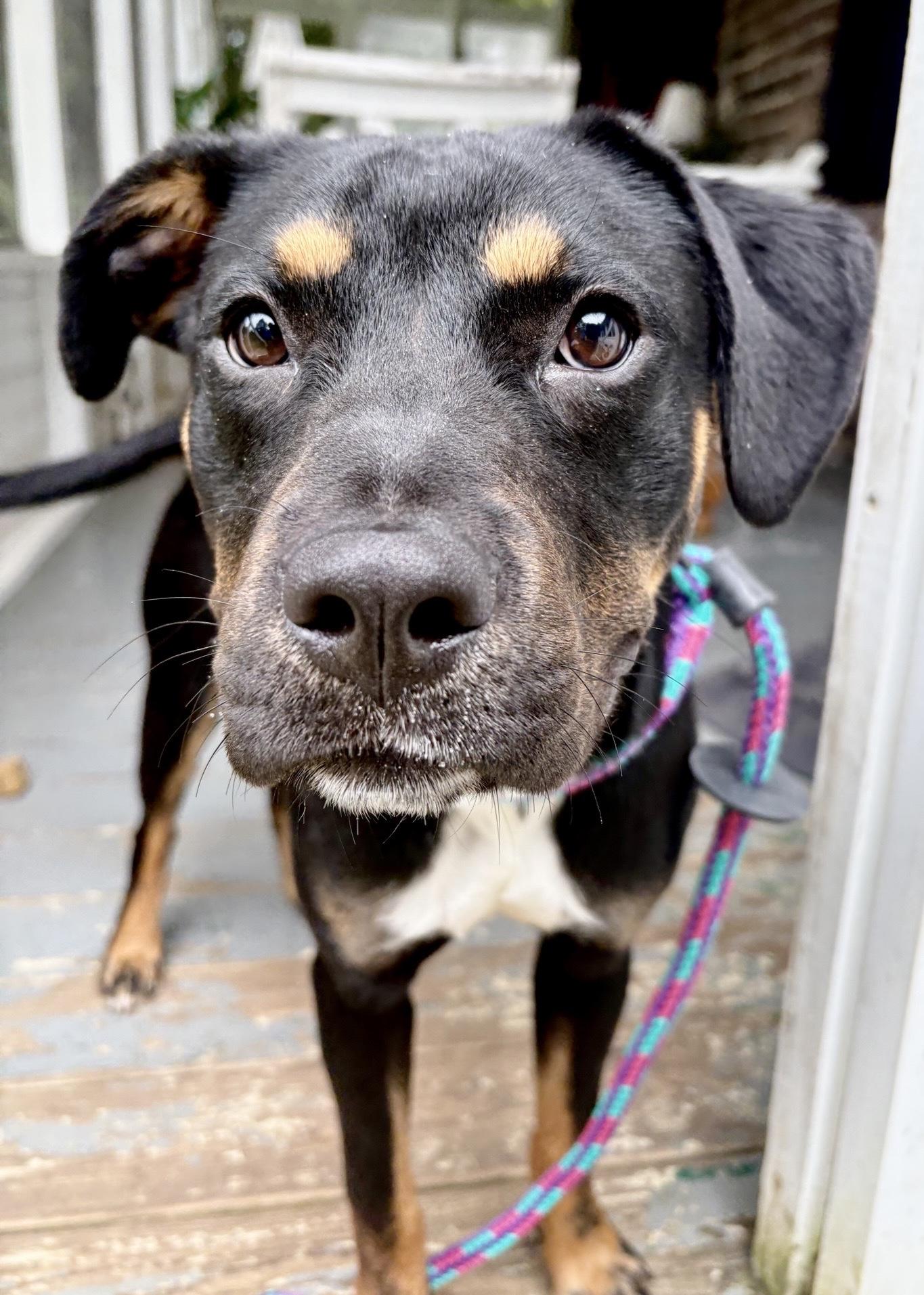 Enlarge Freya, a Adopted mixed breed in Oxford, MI image 4/6