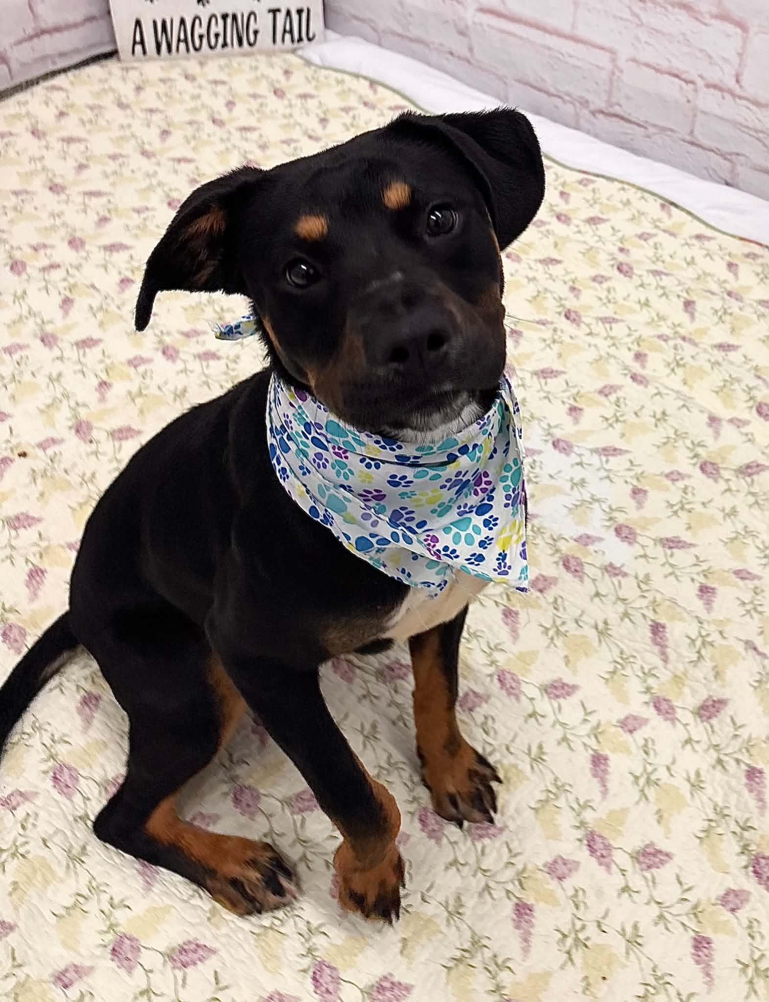 Freya, Adopted, Puppy Female Rottweiler & Mixed Breed.