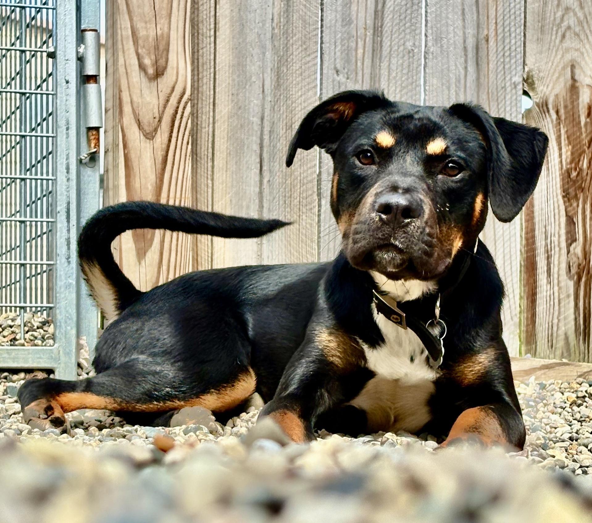 Enlarge Freya, a Adopted mixed breed in Oxford, MI image 5/6