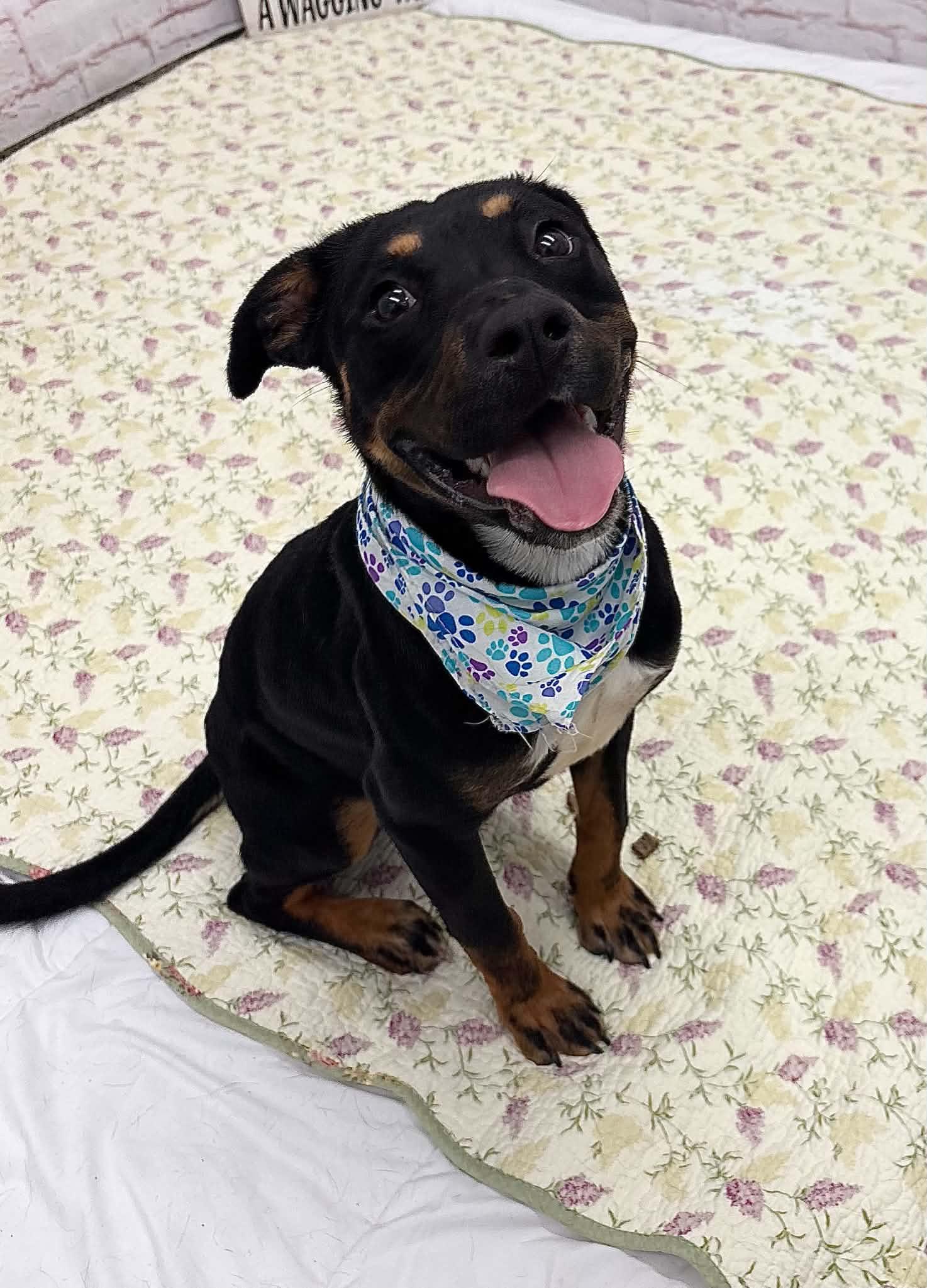 Enlarge Freya, a Adopted mixed breed in Oxford, MI image 2/6
