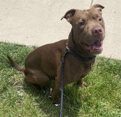 NELLIE, Adoptable, Adult Female Shar-Pei & Mixed Breed.