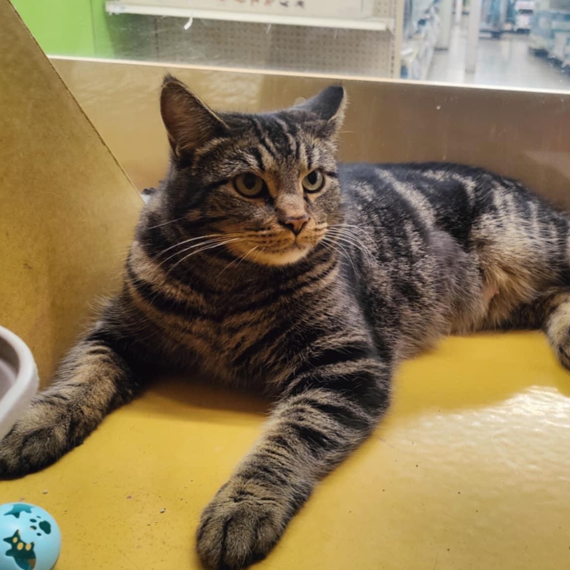 Tootsie aka Toot, a Adoptable mixed breed in SCOTTSDALE, AZ image 2/4