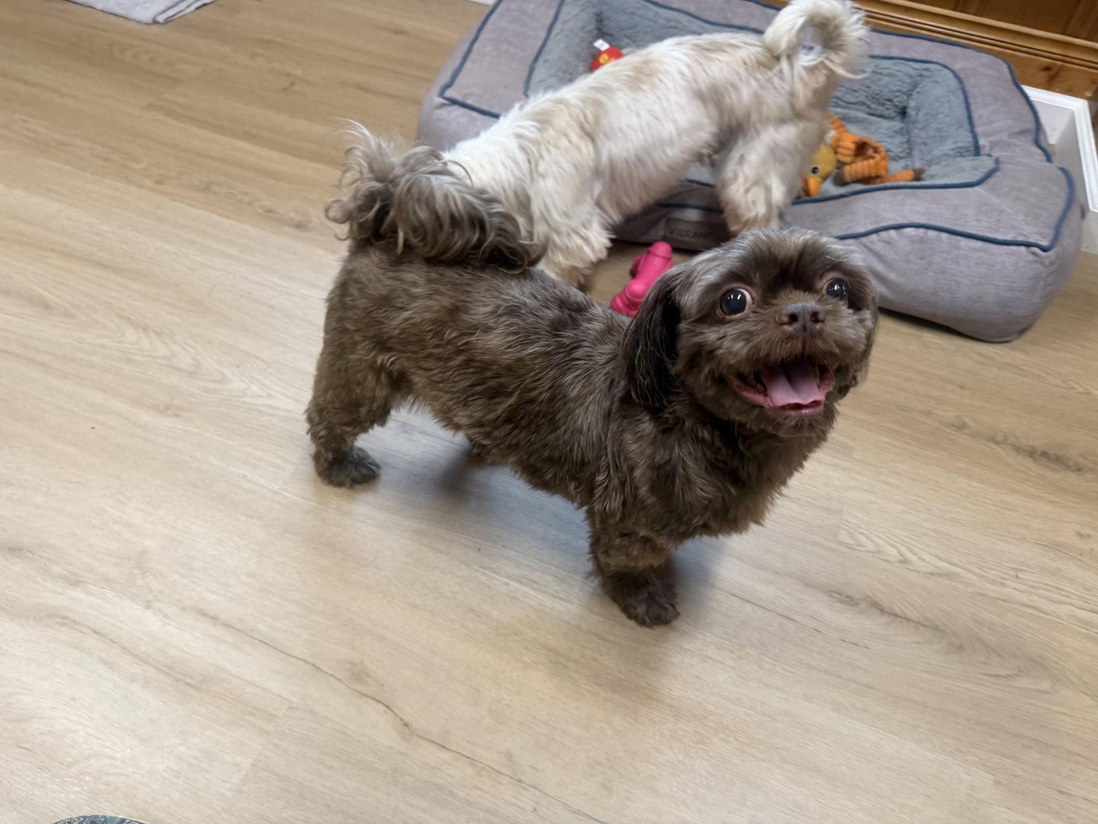 Simon, Adoptable, Adult Male Shih Tzu.