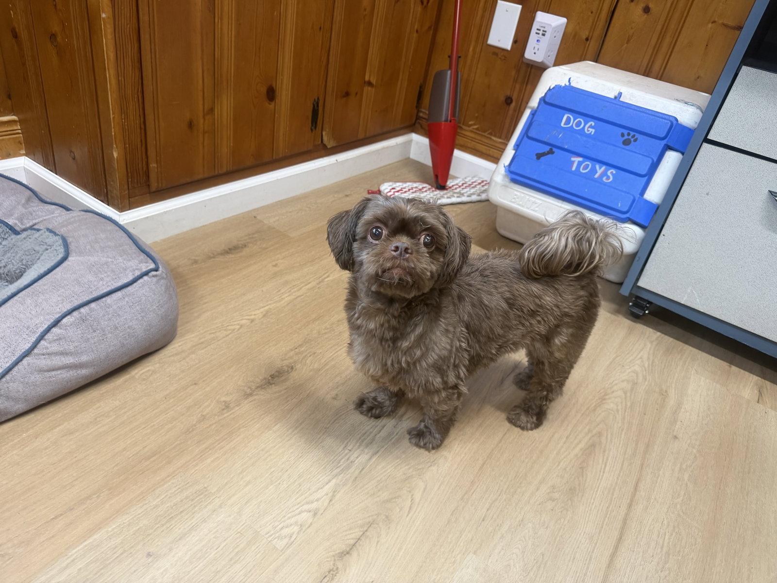 Enlarge Simon, a Adoptable Shih Tzu in Raleigh, NC image 2/3