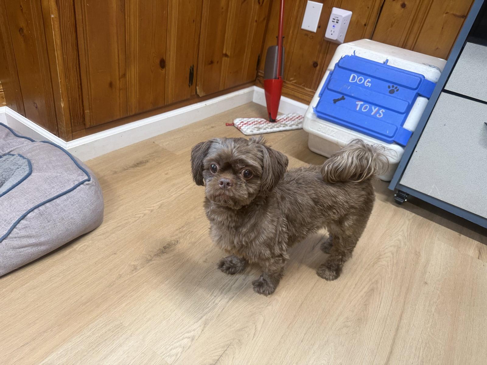 Enlarge Simon, a Adoptable Shih Tzu in Raleigh, NC image 3/3