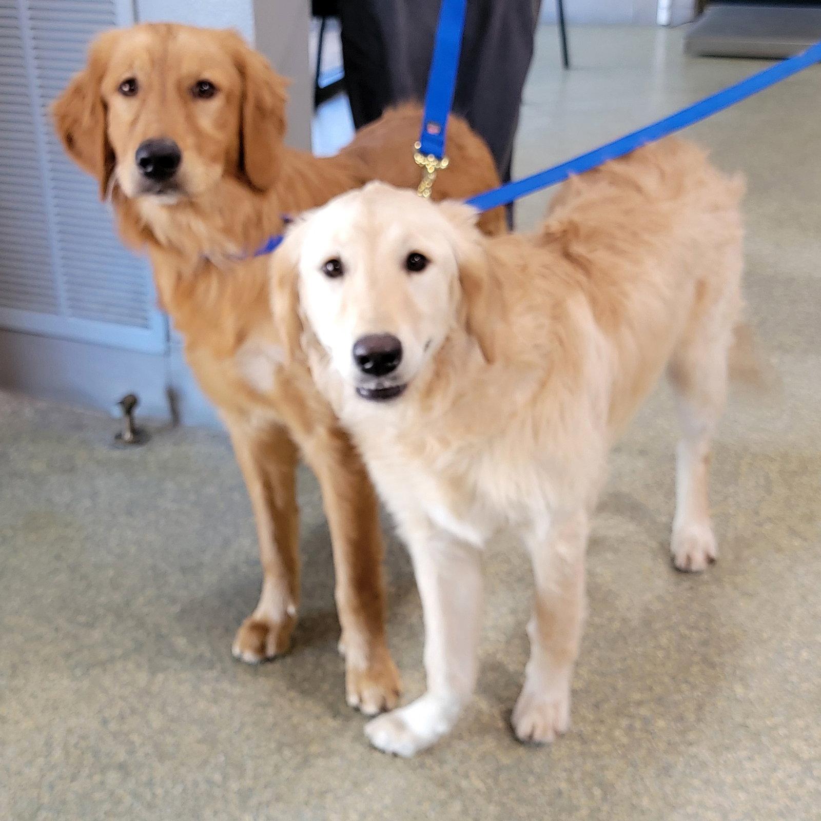 Duke/Walter, Adopted, Young Male Golden Retriever.