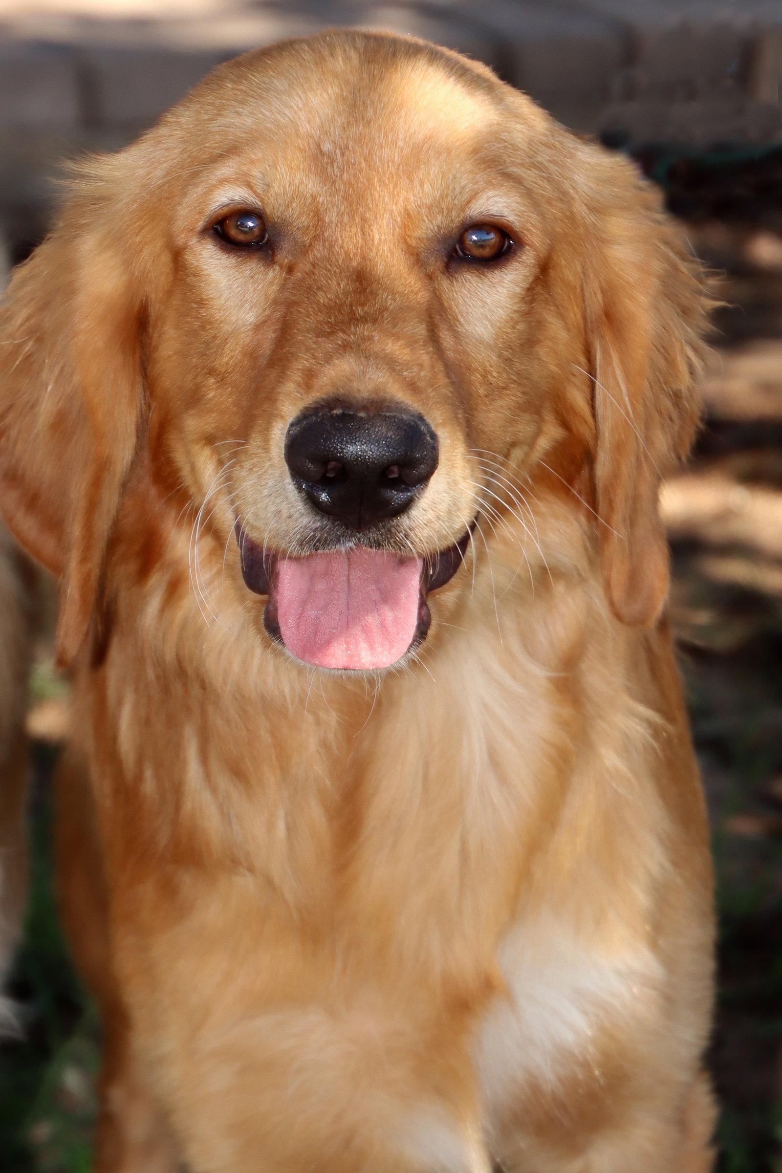 Duke/Walter, a Adopted Golden Retriever in Glendale, AZ image 3/3