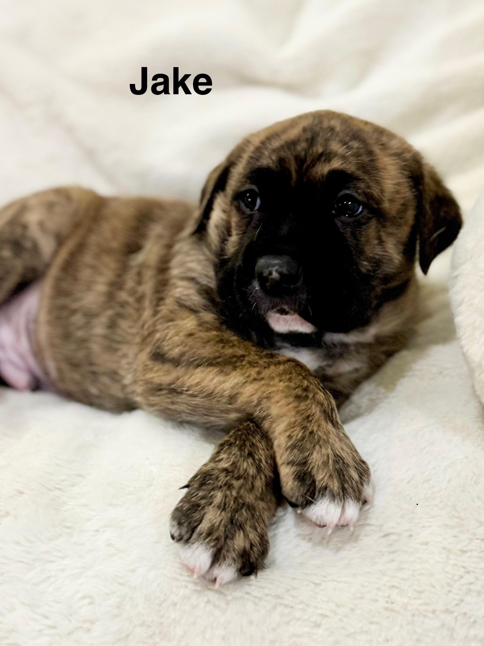 Enlarge Jake, a ADOPTABLE mixed breed in Penryn, CA image 1/1