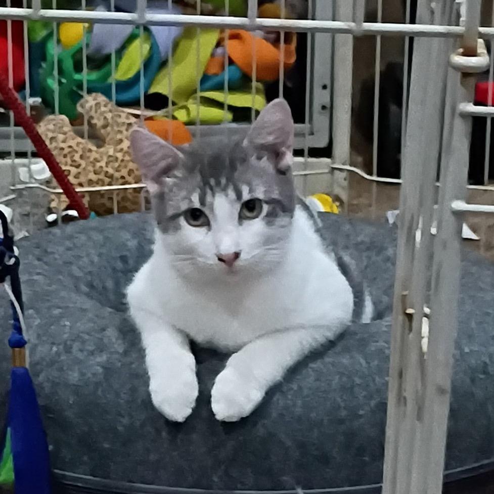 Squiggles, Adoptable, Young Male Domestic Short Hair.