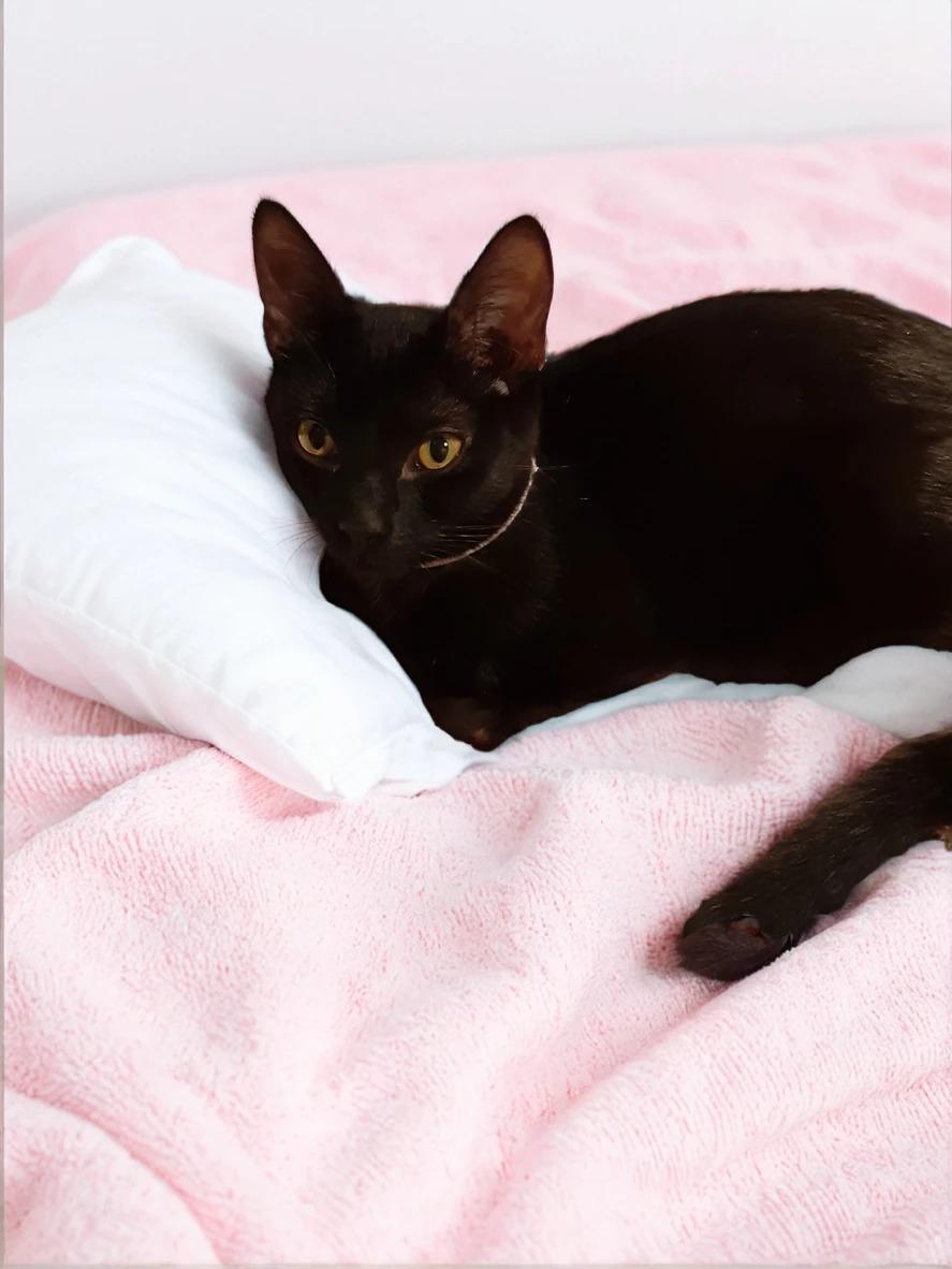 Enlarge Ms Pink , a Adoptable Domestic Short Hair in Antioch, CA image 1/2