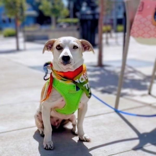 Enlarge Mellow Yellow, a Adopted Mixed Breed in Oakland, CA image 1/3