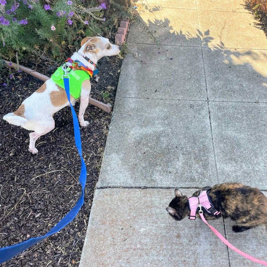 Enlarge Mellow Yellow, a Adopted Mixed Breed in Oakland, CA image 2/3