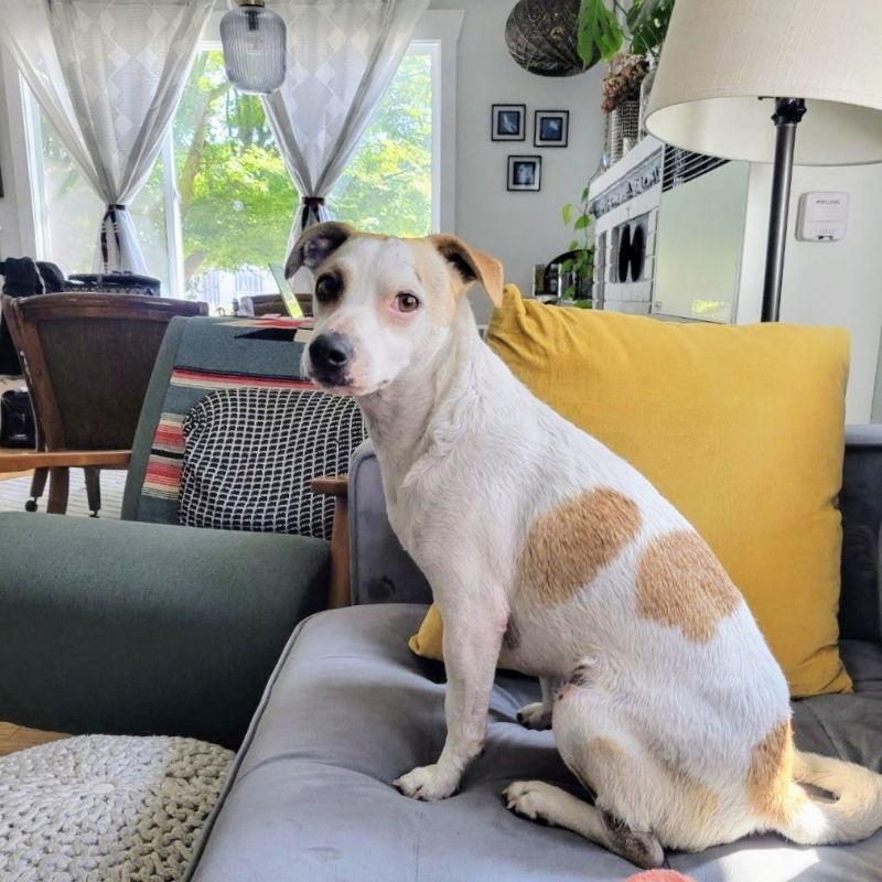 Enlarge Mellow Yellow, a Adopted Mixed Breed in Oakland, CA image 3/3