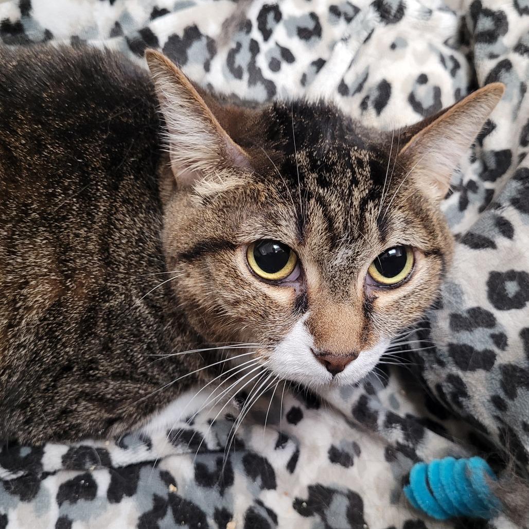 Enlarge Sam, a Adoptable Domestic Short Hair in Las Vegas, NV image 1/2