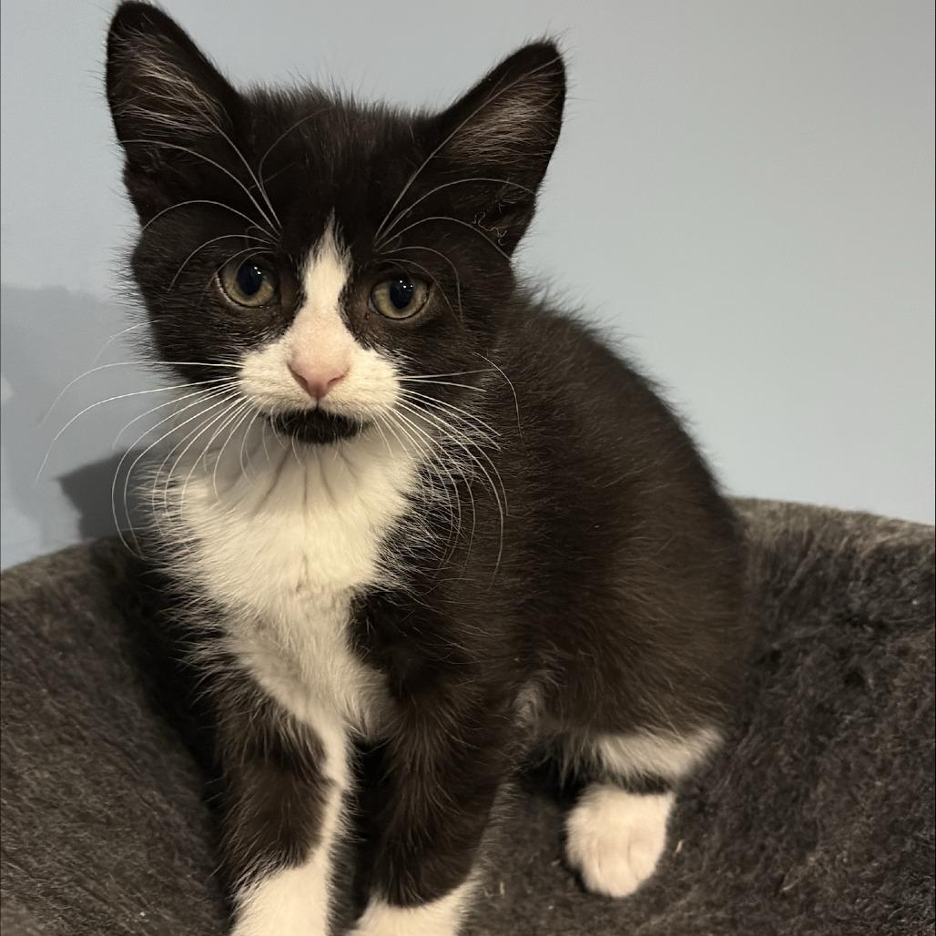 Meringue, Adoptable, Kitten Female Domestic Short Hair.