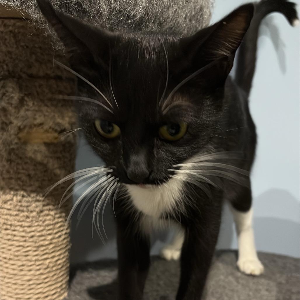 Meringue, Adoptable, Kitten Female Domestic Short Hair.