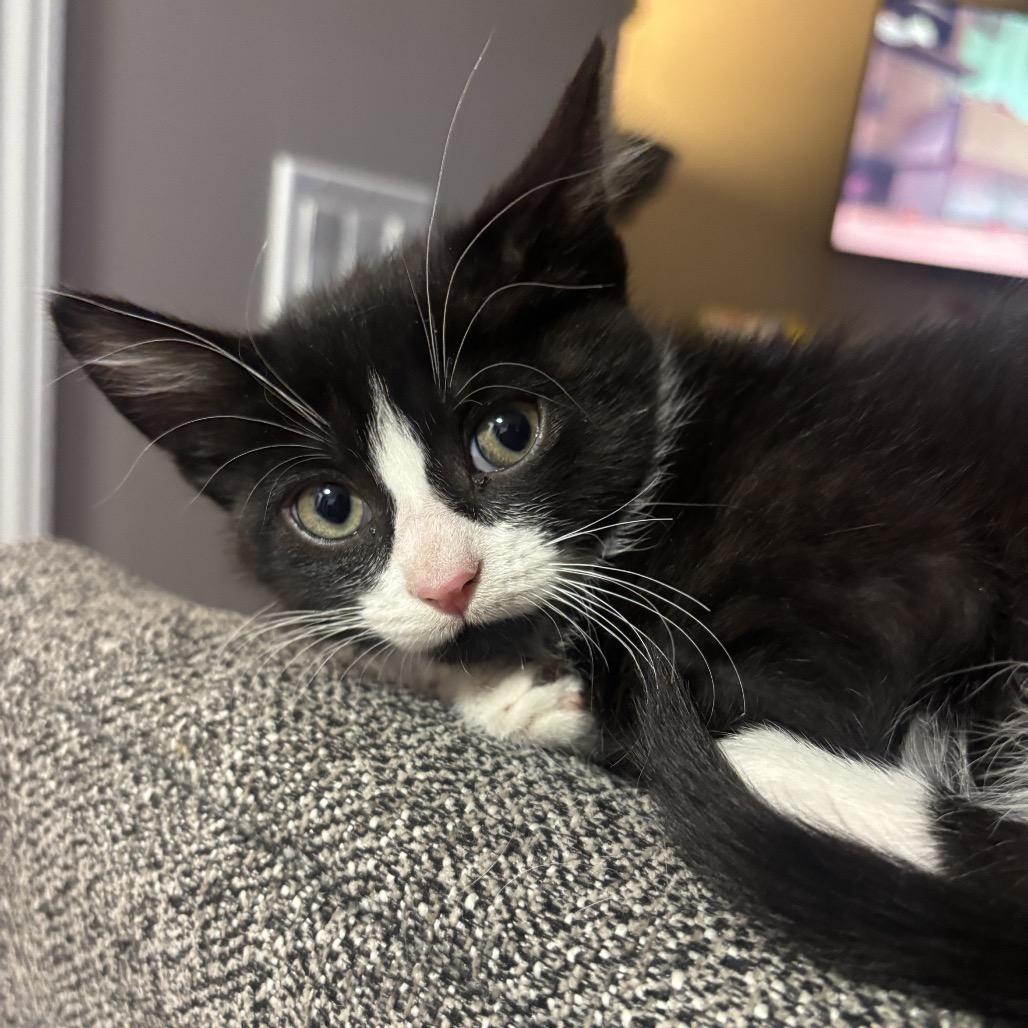 Meringue, a Adoptable Domestic Short Hair in Calgary, AB image 2/3