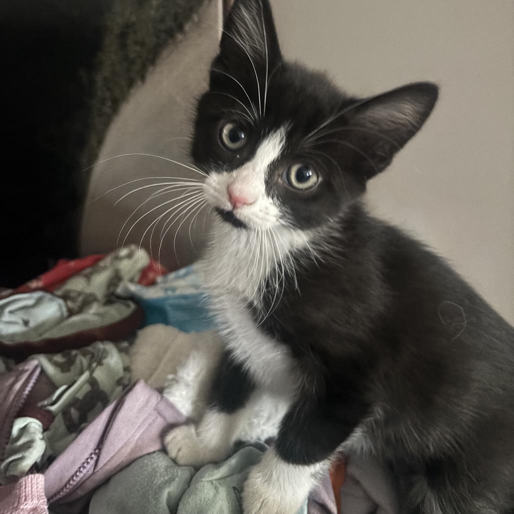 Meringue, a Adoptable Domestic Short Hair in Calgary, AB image 3/3