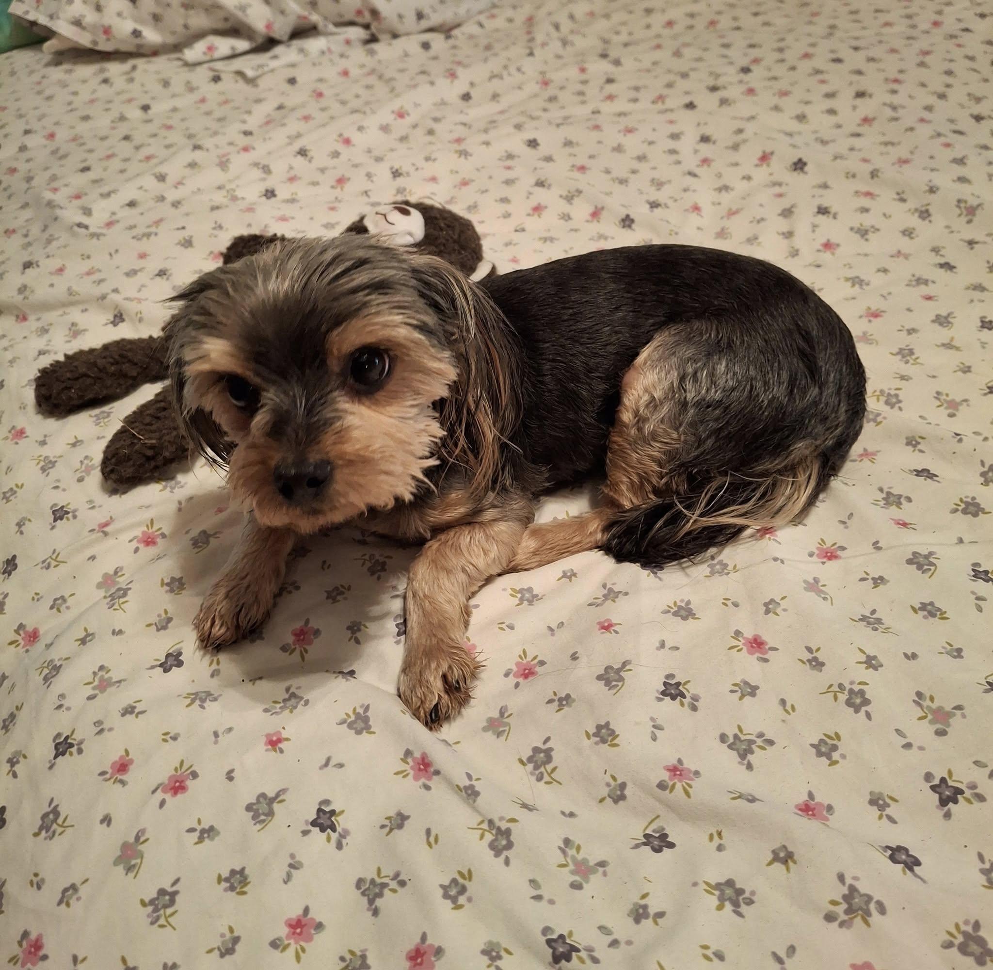 Venus, Adopted, Adult Female Yorkshire Terrier.