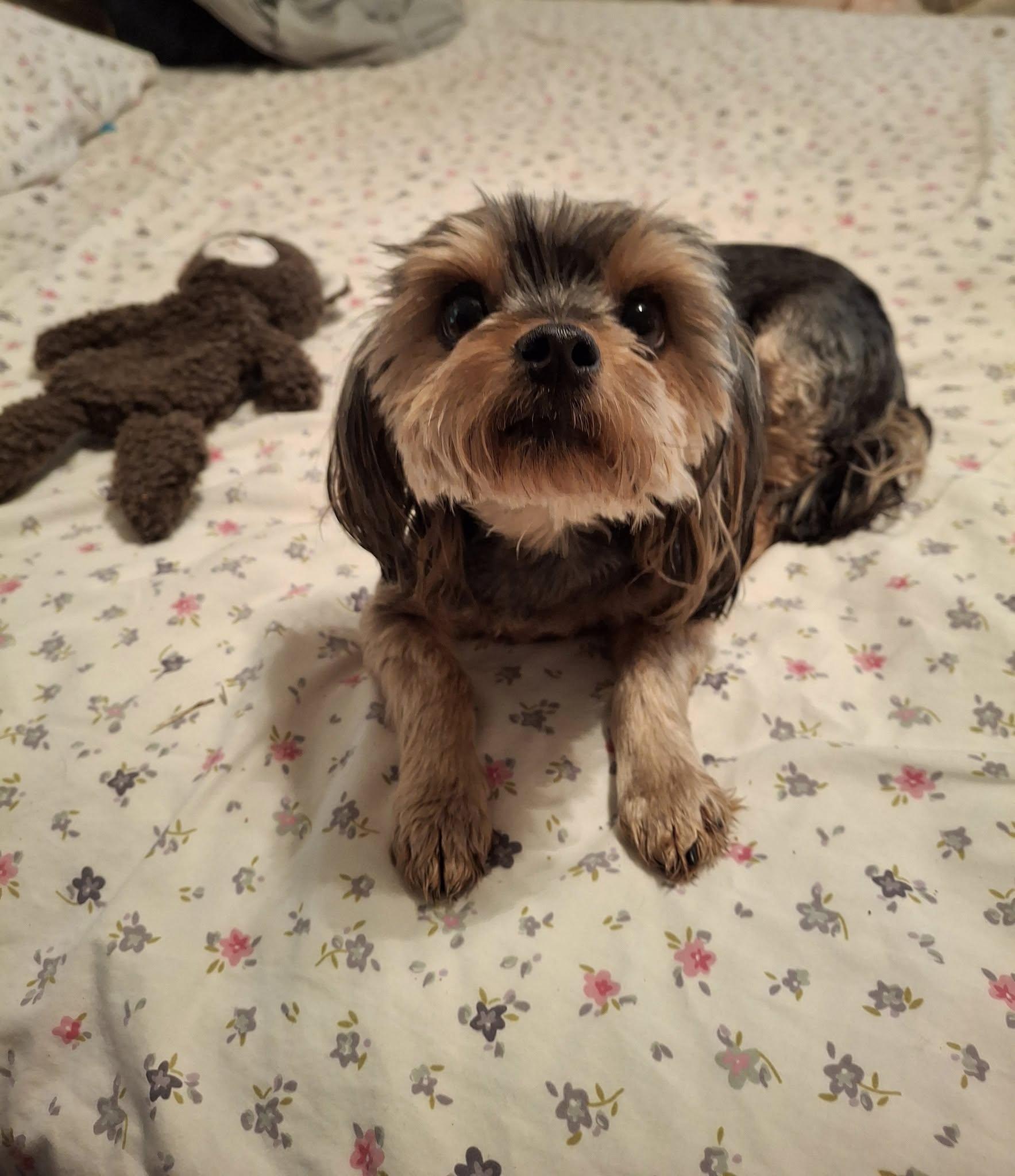 Enlarge Venus, a Adopted Yorkshire Terrier in Cottonwood, CA image 2/4