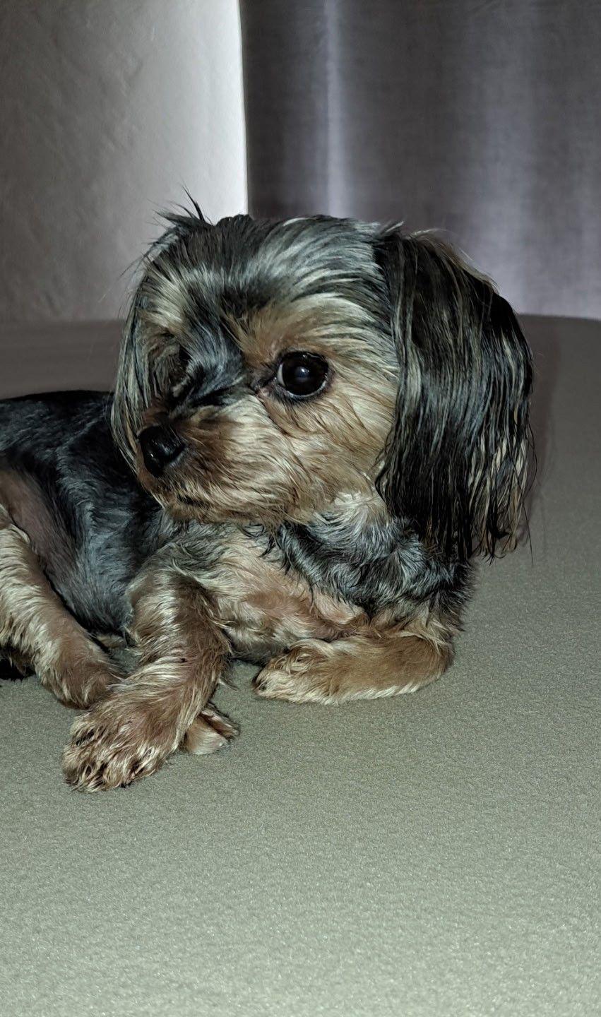 Enlarge Venus, a Adopted Yorkshire Terrier in Cottonwood, CA image 3/4