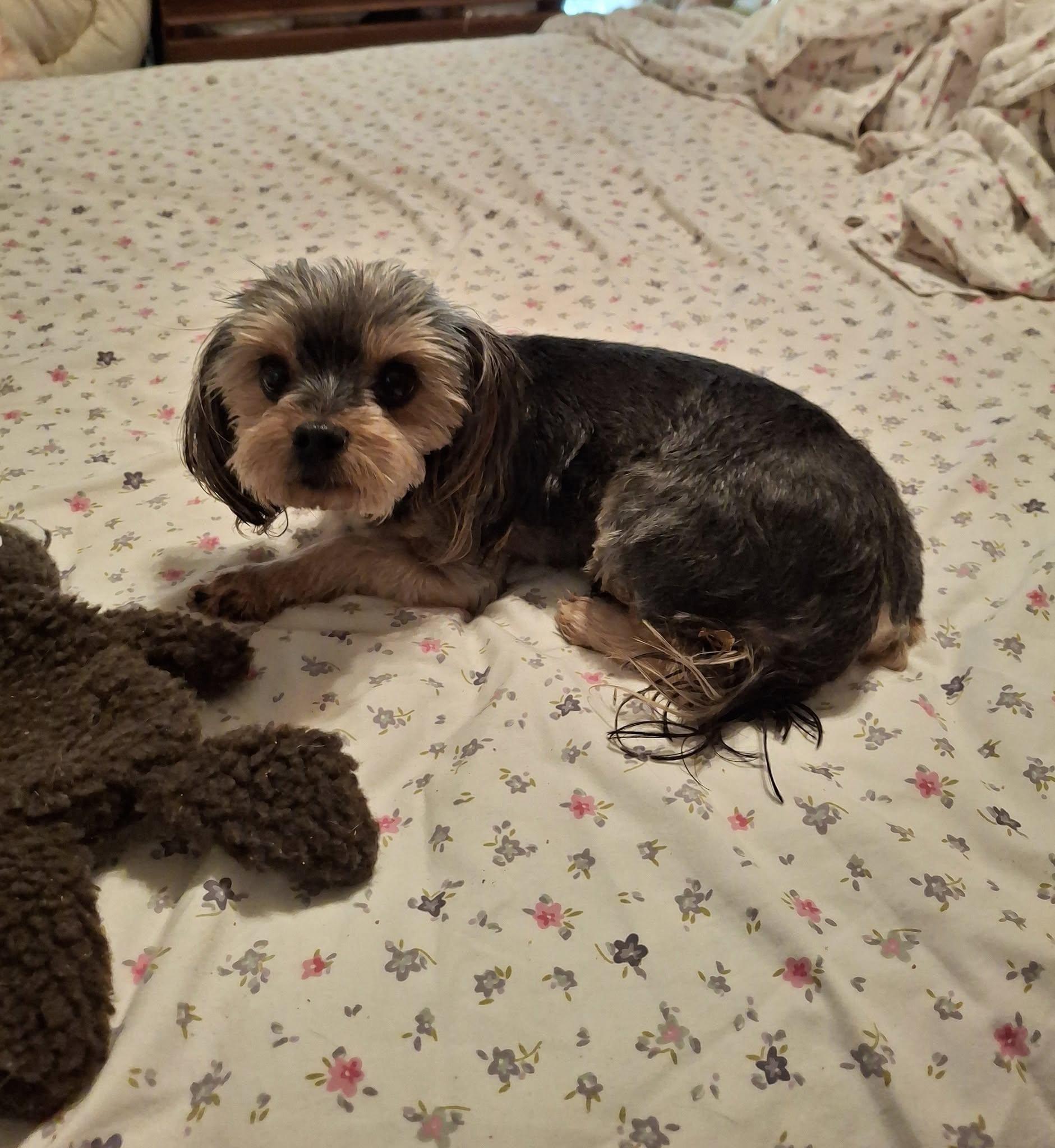 Enlarge Venus, a Adopted Yorkshire Terrier in Cottonwood, CA image 4/4