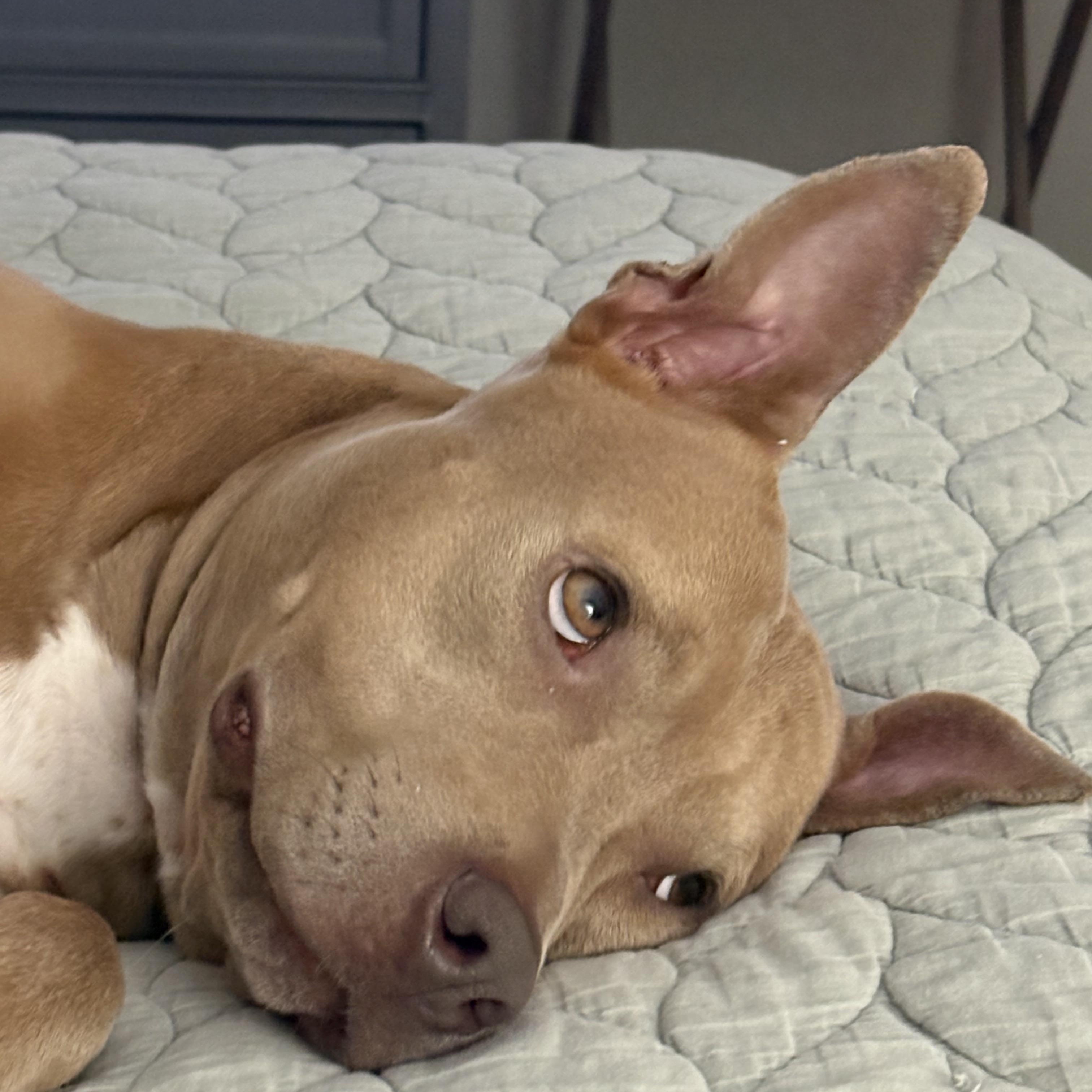 Enlarge Sadie - (CO), a Adoptable mixed breed in Denver, CO image 1/6