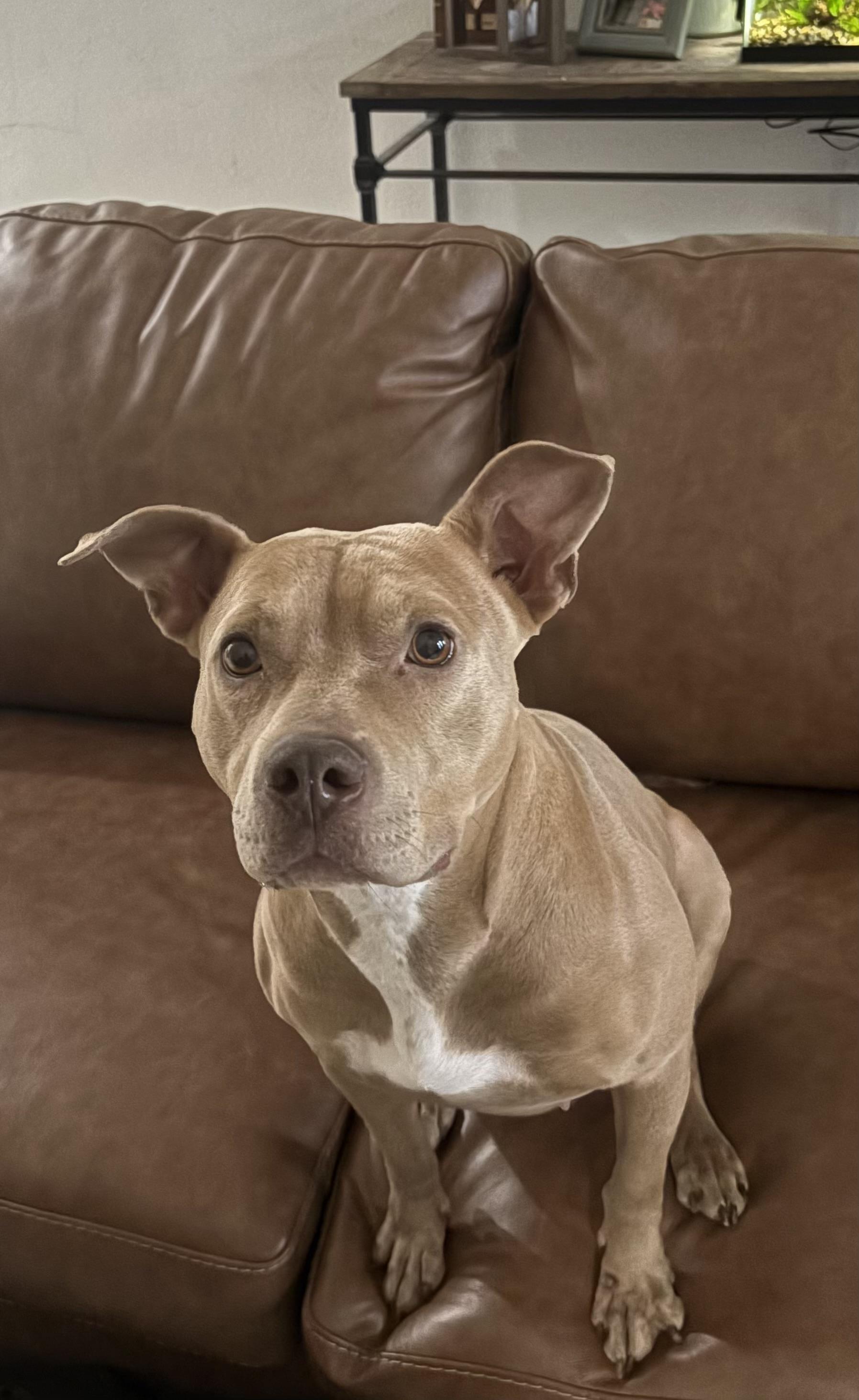 Enlarge Sadie - (CO), a Adoptable mixed breed in Denver, CO image 6/6