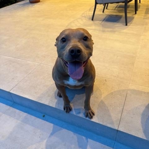 Sadie - (CO), a Adoptable mixed breed in Denver, CO image 4/6