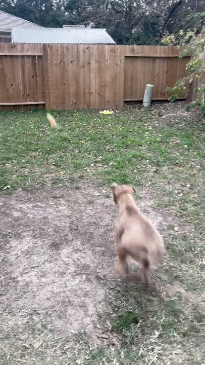 Enlarge Sadie - (CO), a Adoptable mixed breed in Denver, CO video 4/6