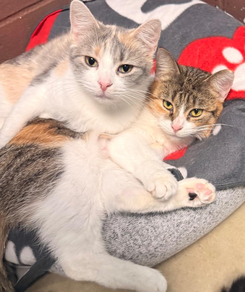 Candy, Adoptable, Young Female Domestic Short Hair.