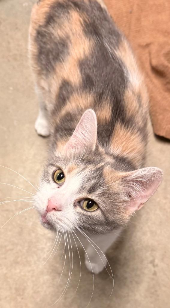Candy, a Adoptable mixed breed in Defiance, OH image 4/6