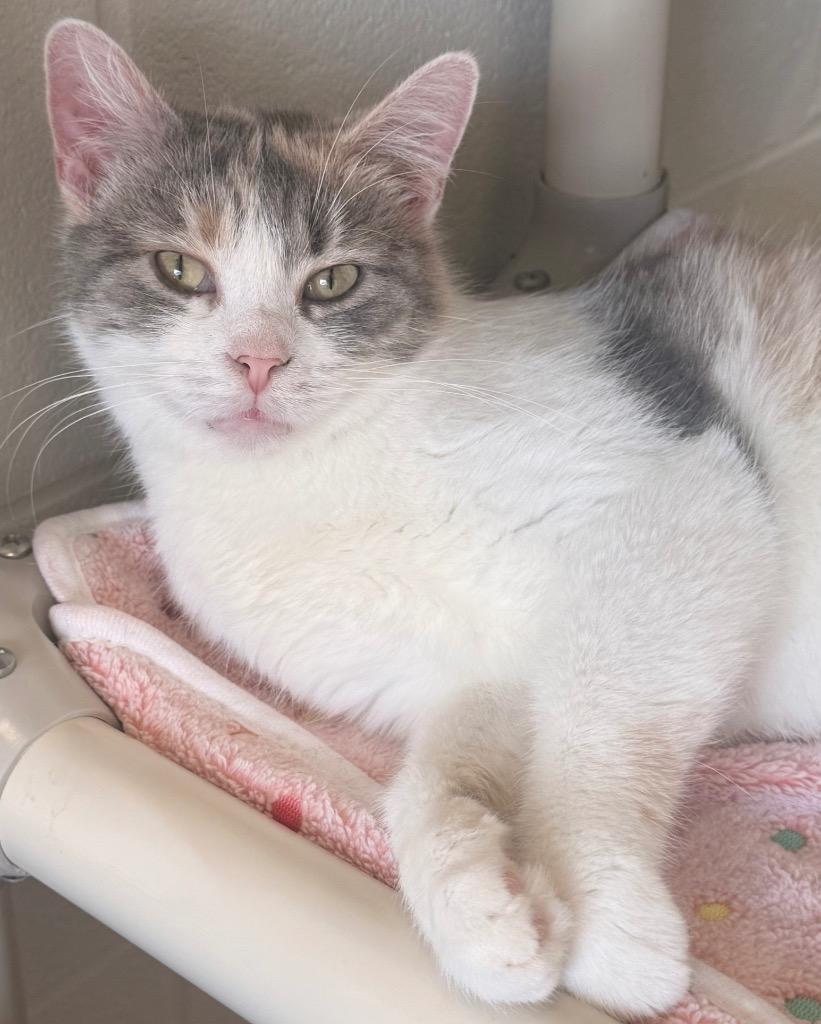 Candy, a Adoptable mixed breed in Defiance, OH image 4/6
