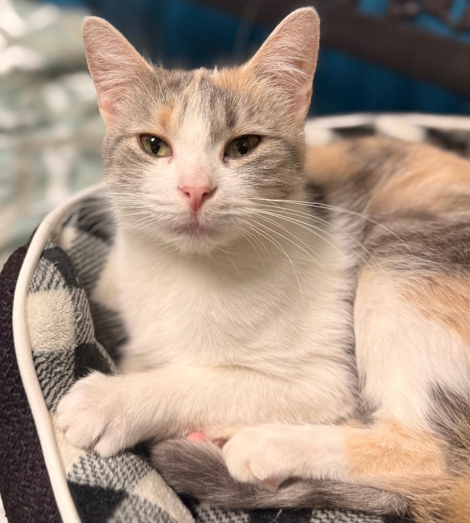 Candy, a Adoptable mixed breed in Defiance, OH image 5/6