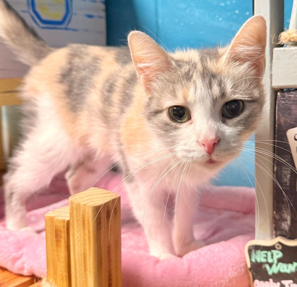 Candy, a Adoptable mixed breed in Defiance, OH image 6/6