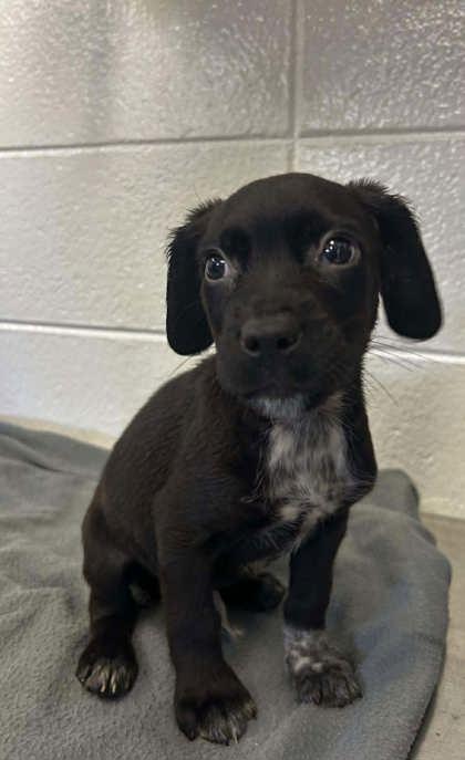 Enlarge Crash Bandicoot, a Adoptable mixed breed in Spruce Pine, NC image 1/1