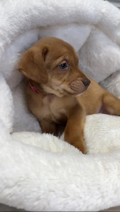 Enlarge Margot, a Adoptable mixed breed in Lawrenceville, GA image 1/2