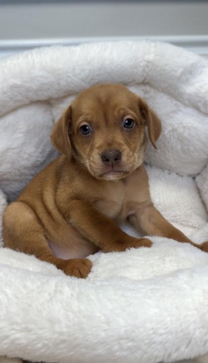 Enlarge Margot, a Adoptable mixed breed in Lawrenceville, GA image 2/2