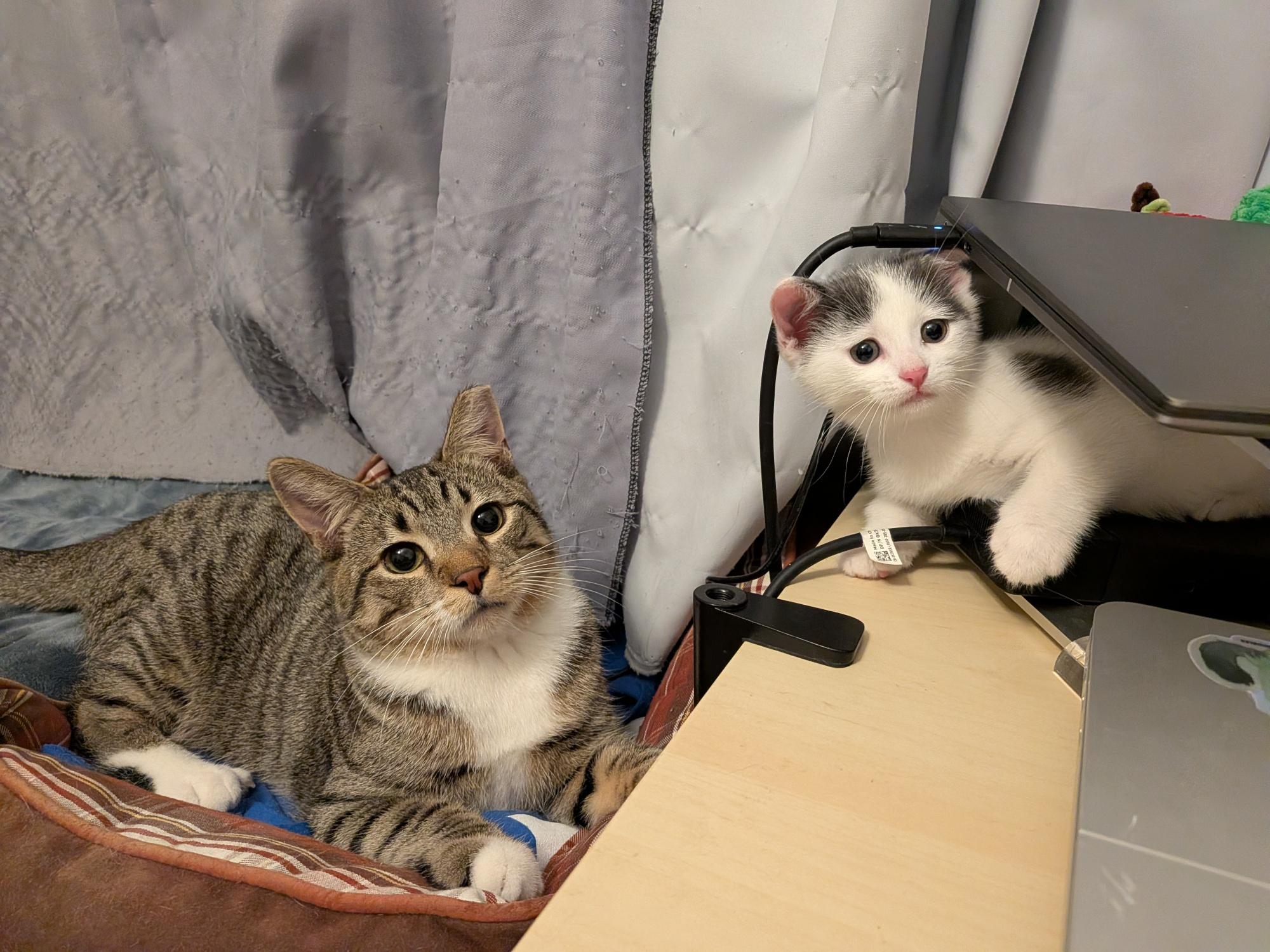 Enlarge Noodles in foster care, a Adoptable Domestic Short Hair in Ellicott City, MD image 2/4