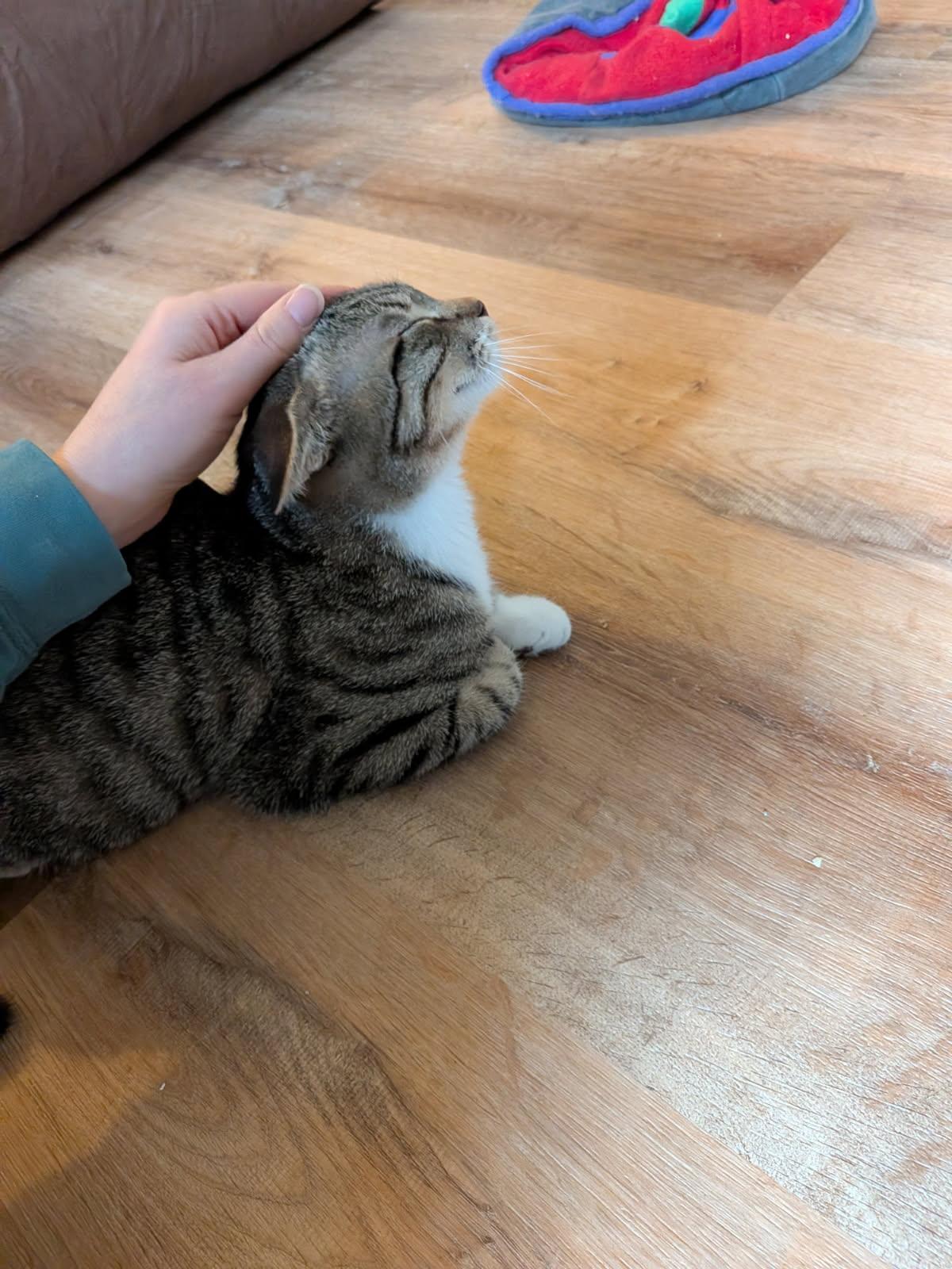 Noodles in foster care, Adoptable, Young Male Domestic Short Hair.