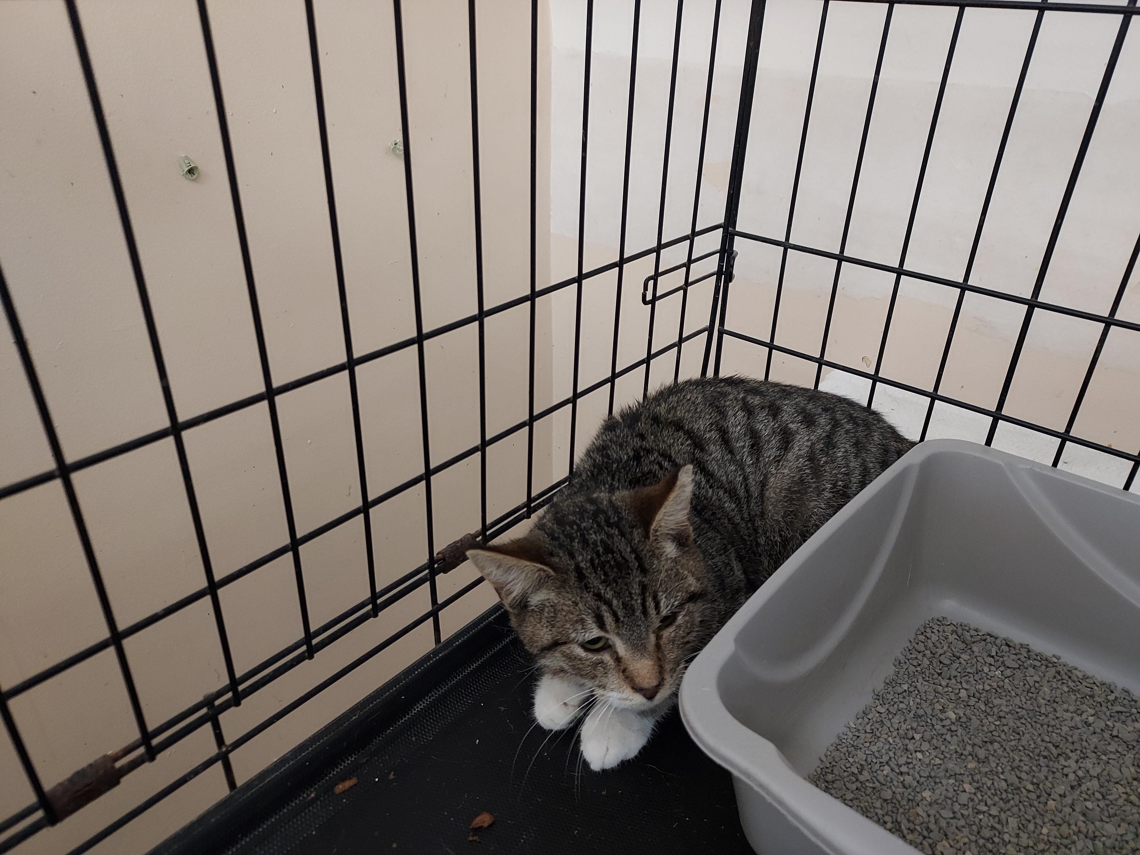 Enlarge Noodles in foster care, a Adoptable Domestic Short Hair in Ellicott City, MD image 2/2