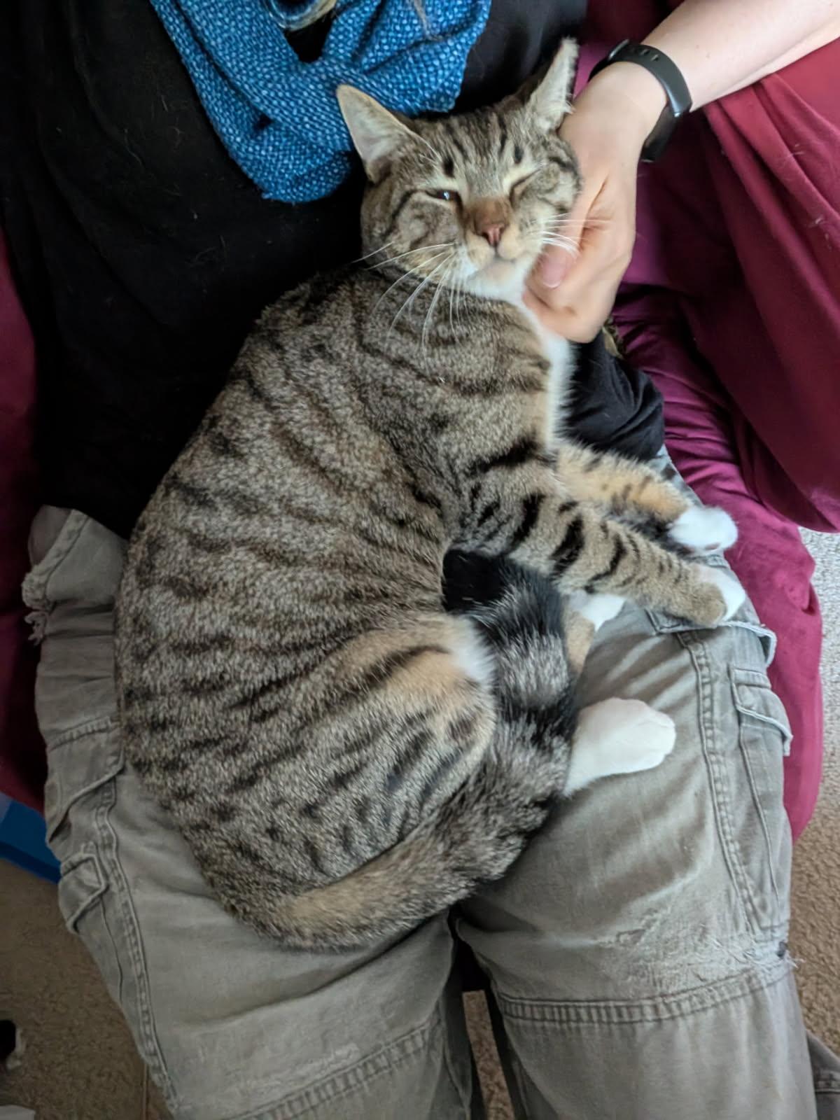 Enlarge Noodles in foster care, a Adoptable Domestic Short Hair in Ellicott City, MD image 1/4