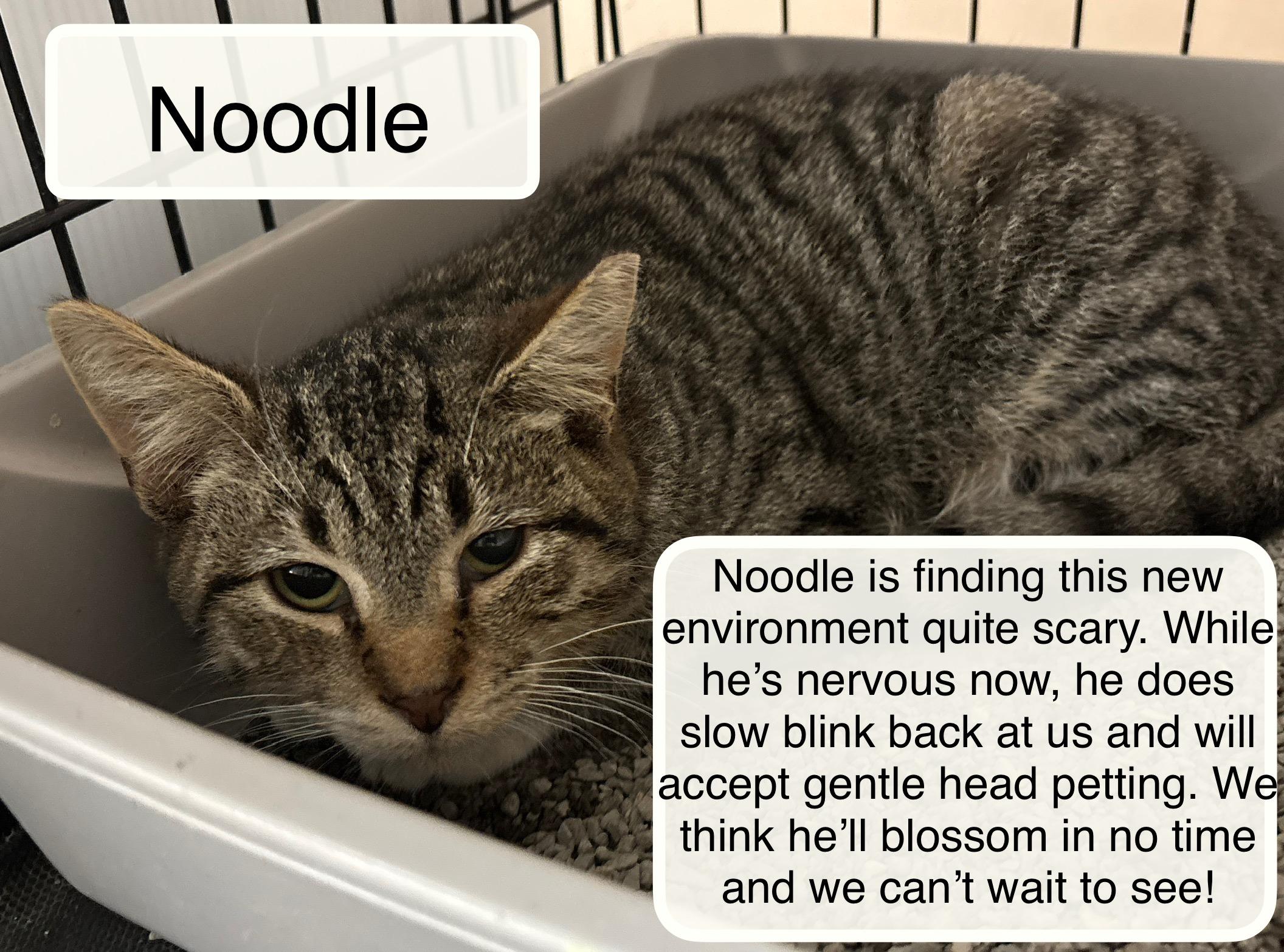 Enlarge Noodles in foster care, a Adoptable Domestic Short Hair in Ellicott City, MD image 1/2
