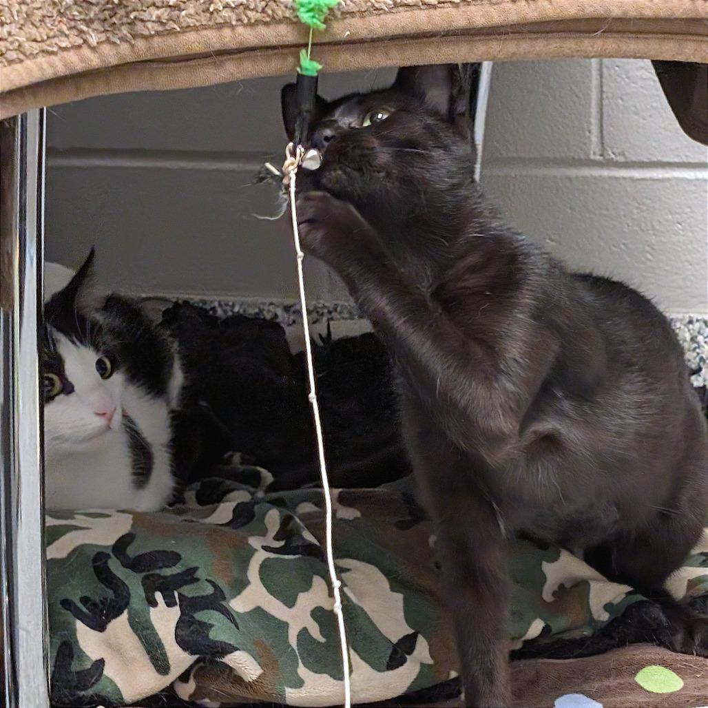 Void, Adoptable, Young Female Domestic Short Hair.
