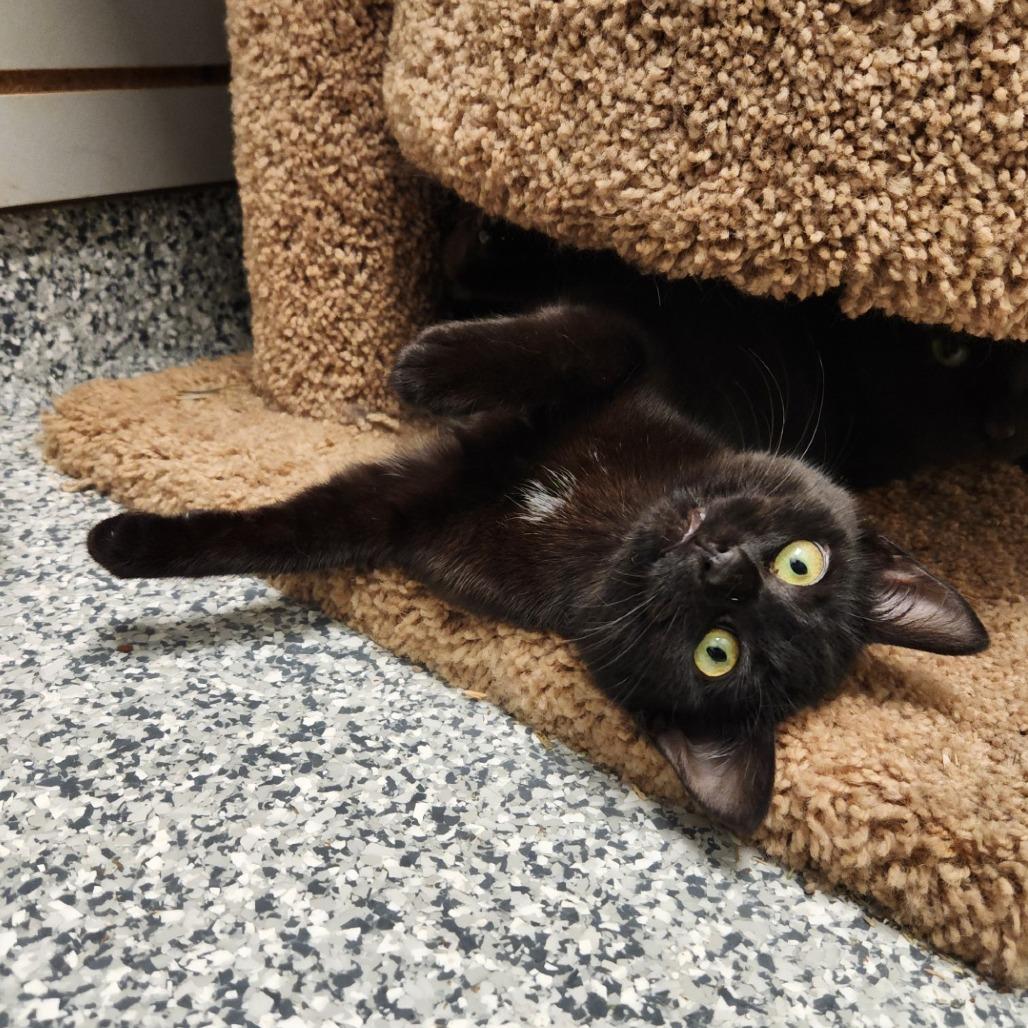 Void, Adoptable, Young Female Domestic Short Hair.
