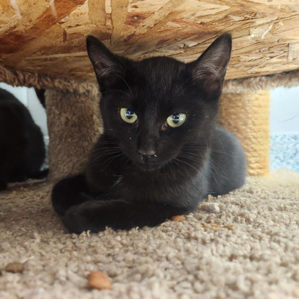 Void, Adoptable, Young Female Domestic Short Hair.