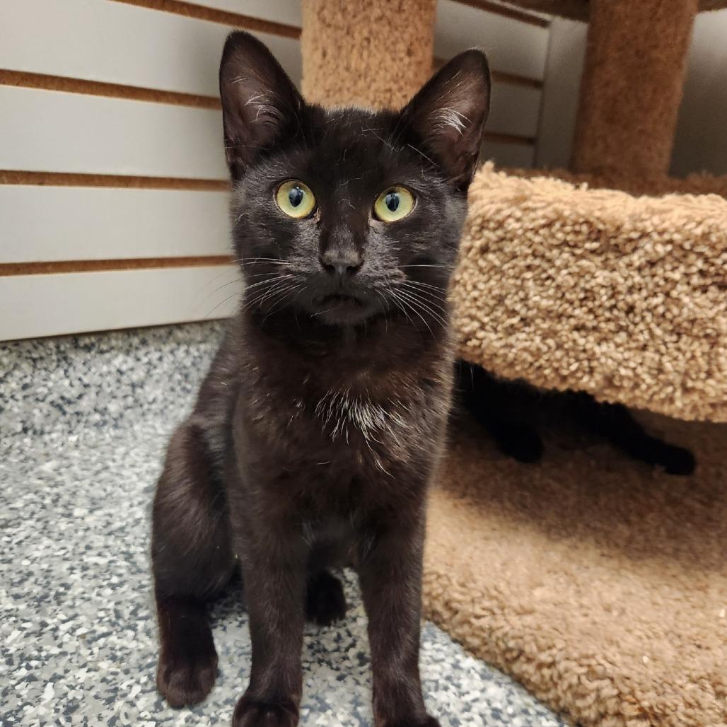 Enlarge Void, a Adoptable Domestic Short Hair in Brookfield, WI image 2/4