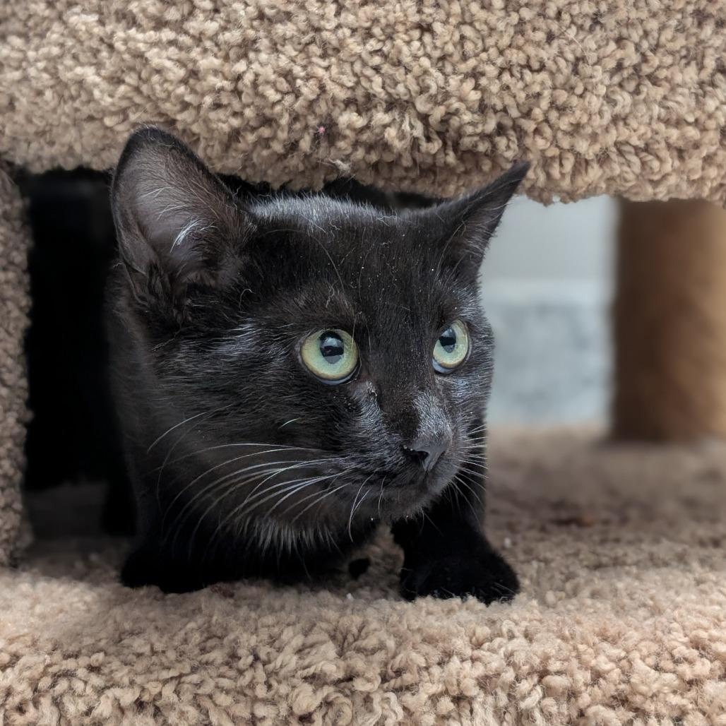 Void, Adoptable, Young Female Domestic Short Hair.