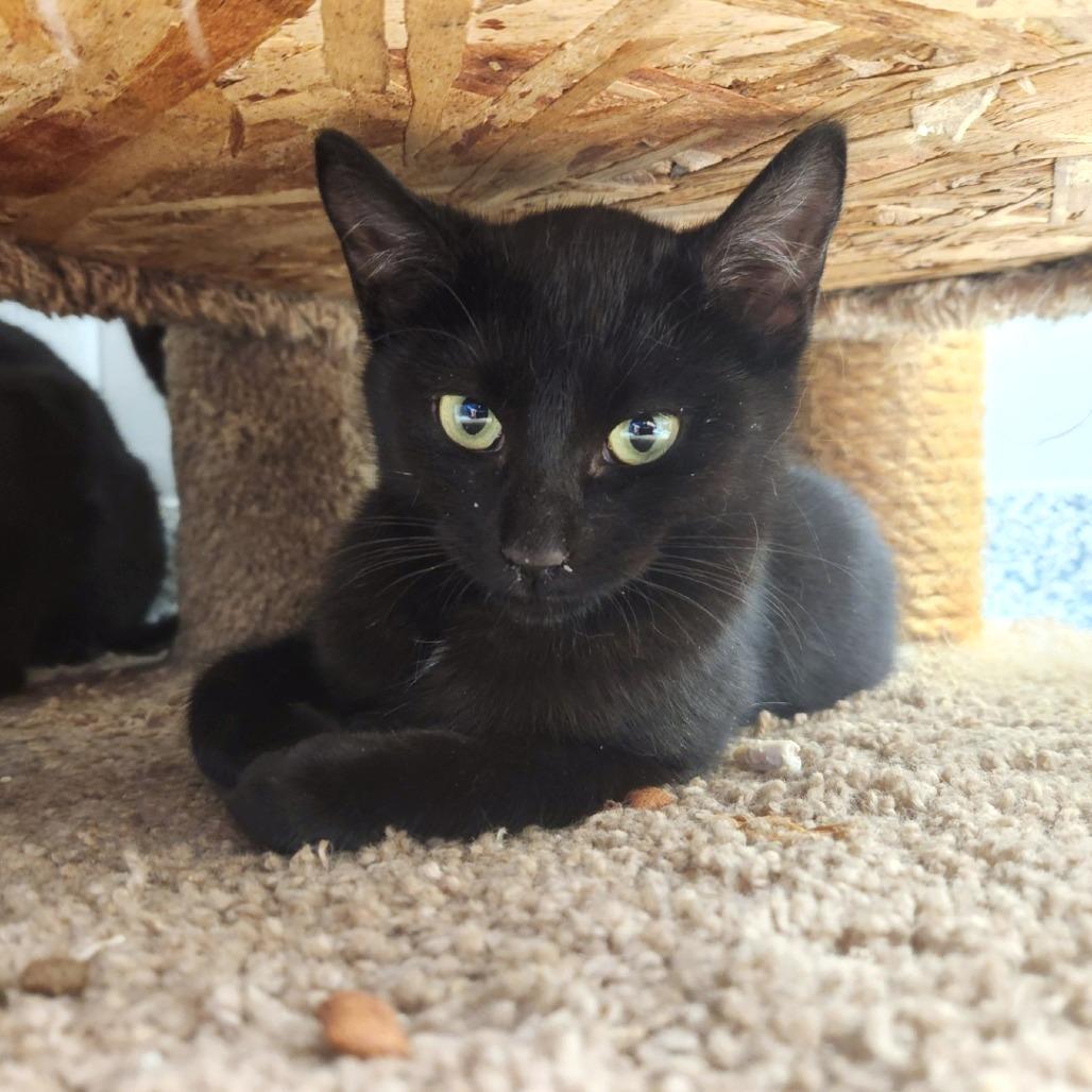 Enlarge Void, a Adoptable Domestic Short Hair in Brookfield, WI image 4/4