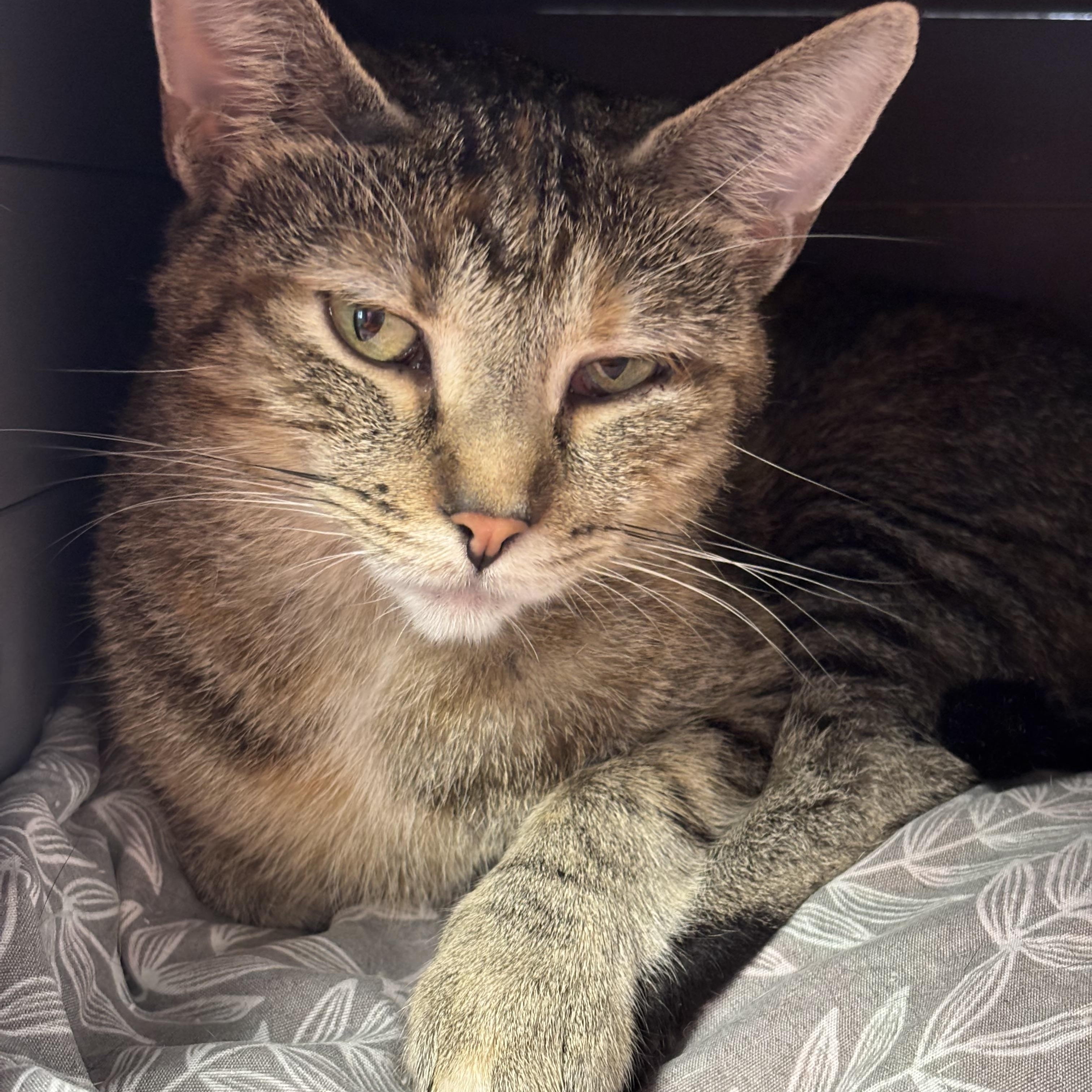Enlarge Georgia, a Adoptable Domestic Short Hair in Grosse Ile, MI image 1/1
